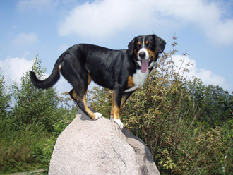 06-entlebucher-auf-stein-330